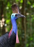 Southern Cassowary